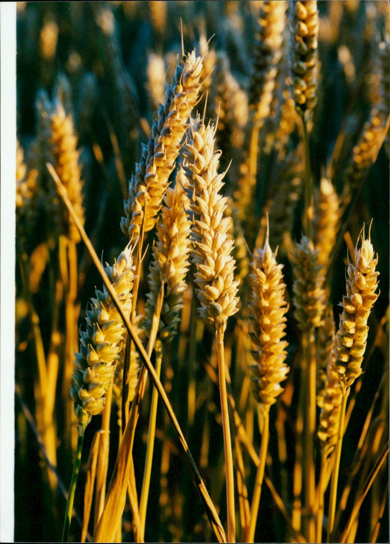 Wheat field - Vintage Photograph