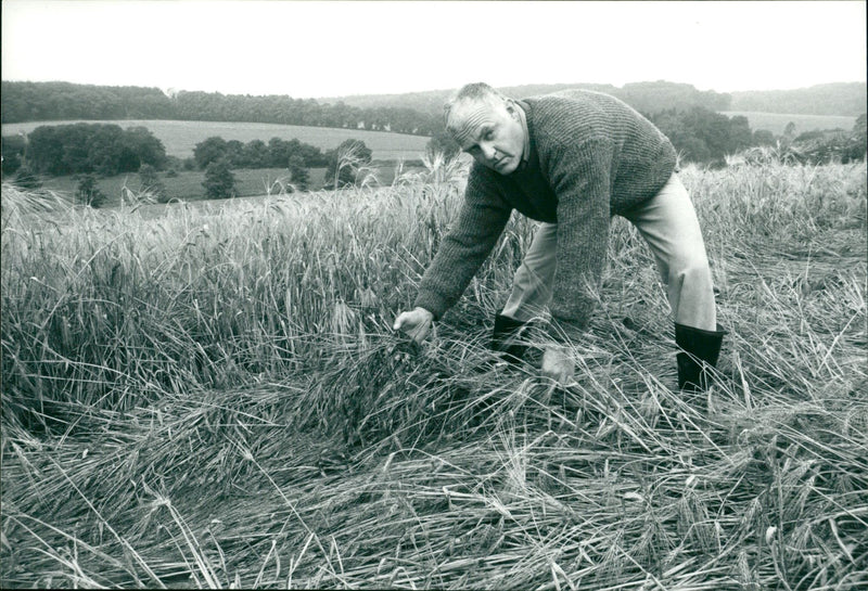 Getreide - Vintage Photograph