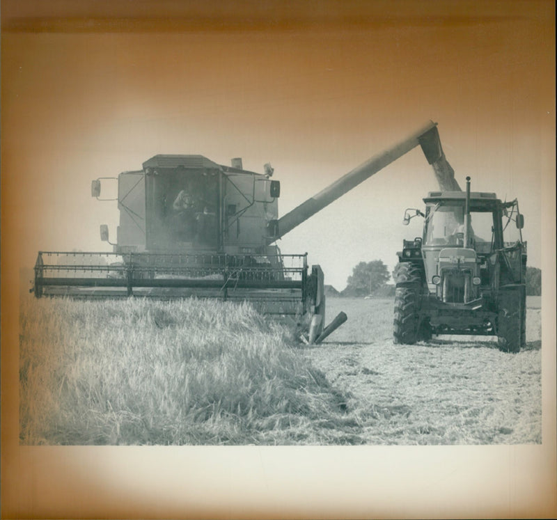 Getreideernte - Vintage Photograph