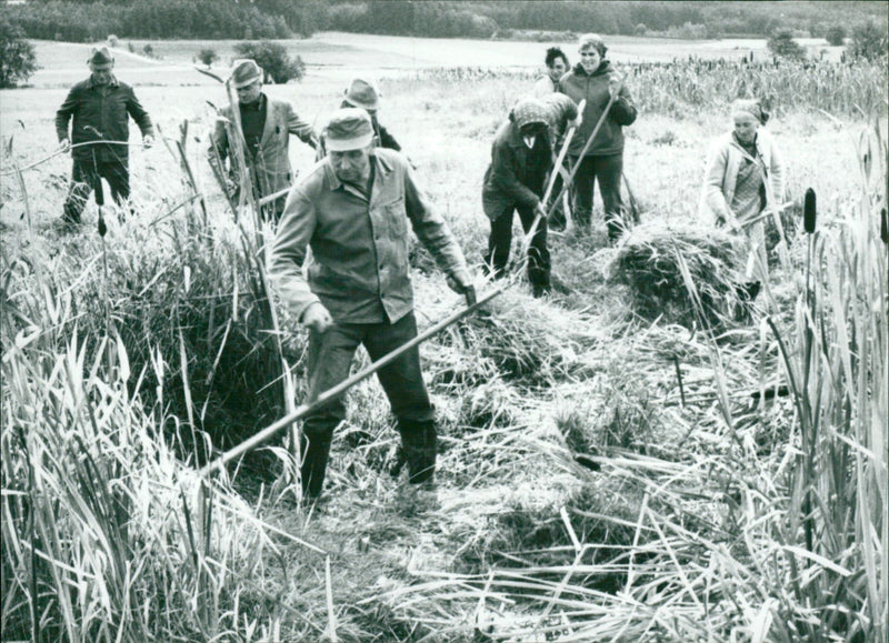 Ausmähen von Nassflächen - Vintage Photograph