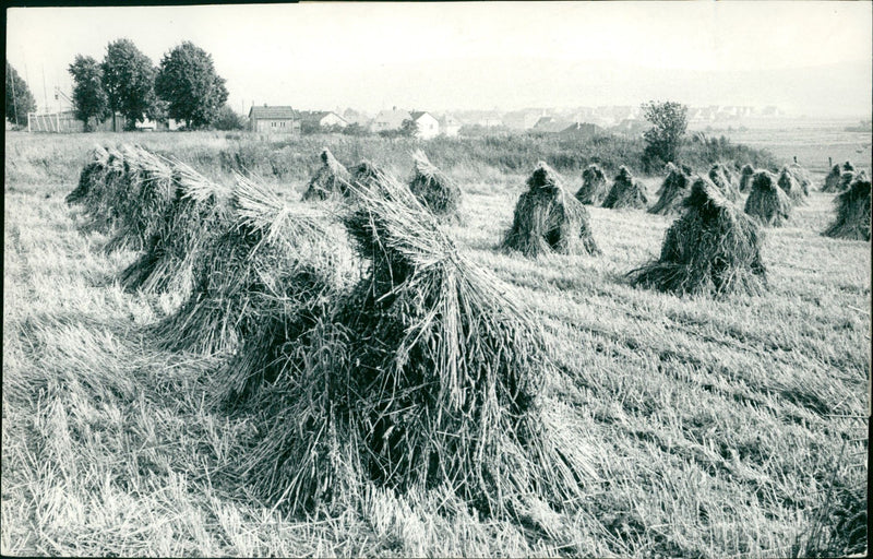 CEREALS HARVEST ELEPELER ISSUE SIGNATURE AGRICULTURE FRAN - Vintage Photograph