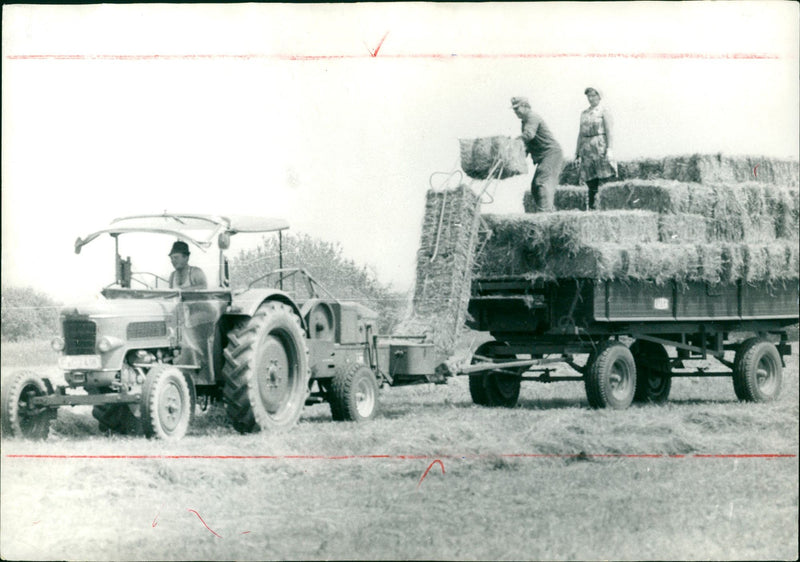 Agriculture grain - Vintage Photograph