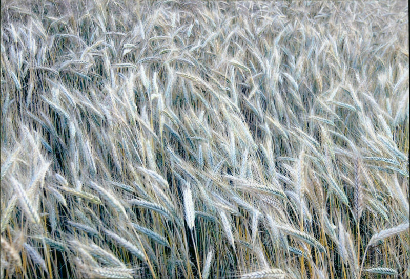 Wheat harvest - Vintage Photograph