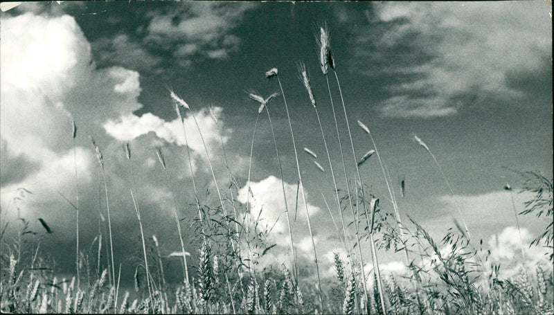 AGRICULTURE CEREALS FRANKFURTER BILD NEW PRESS POLICIES FRUILLETON - Vintage Photograph