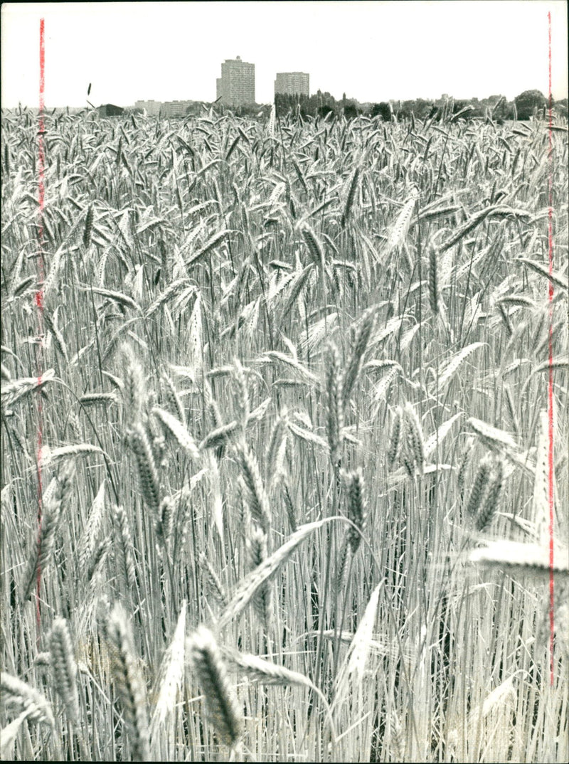 1985 AGRICULTURE CEREALS CEREAL MOST POPULAR PETER - Vintage Photograph