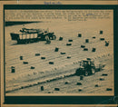 Agriculture grain - Vintage Photograph