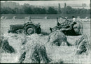 Agriculture grain - Vintage Photograph