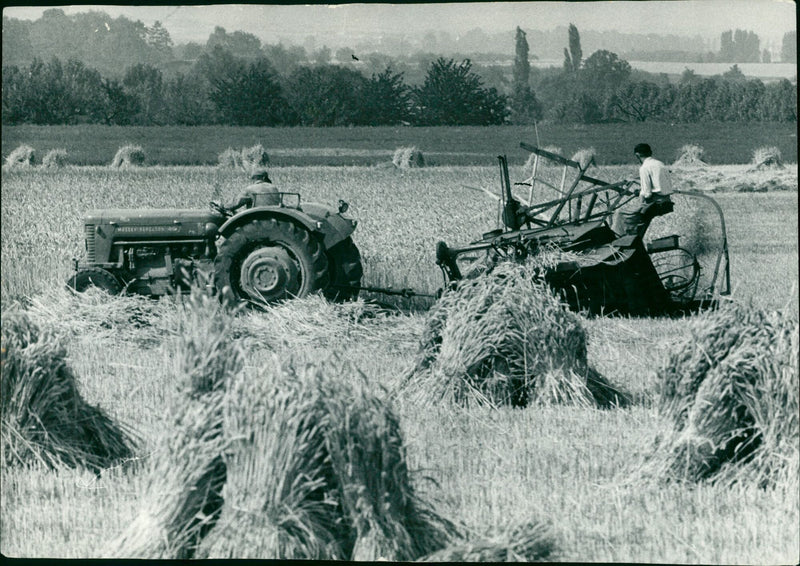Agriculture grain - Vintage Photograph