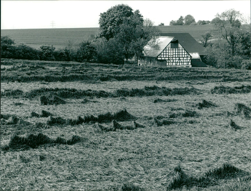 Environmental damage in agriculture - Vintage Photograph