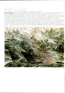 Grain field (barley) - Vintage Photograph