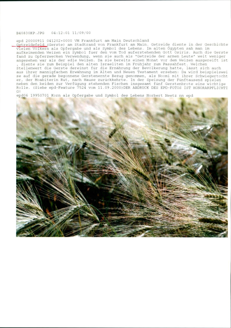 Grain field (barley) - Vintage Photograph