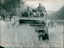 Agriculture grain - Vintage Photograph