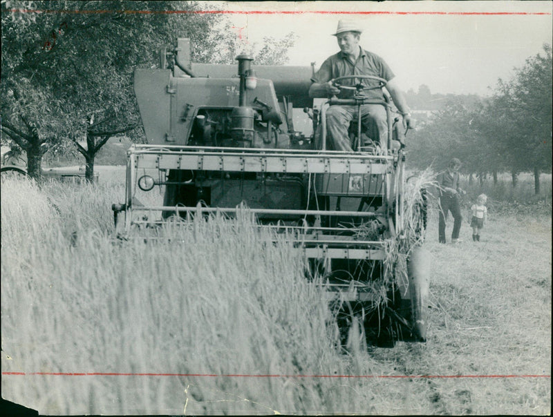 Agriculture grain - Vintage Photograph