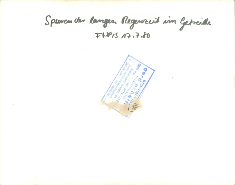 1980 AGRICULTURE CEREALS GETREILLE GROOVE SEASON RDI BRIE - Vintage Photograph