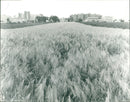 1980 AGRICULTURE CEREALS GETREILLE GROOVE SEASON RDI BRIE - Vintage Photograph