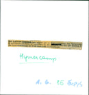 Hymercamp 55 - Vintage Photograph