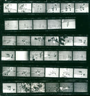 KODAK SAFETY FILM TRIA PAN VZC KUDAK TRIX FILS - Vintage Photograph