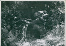 Military soldiers in action - Vintage Photograph
