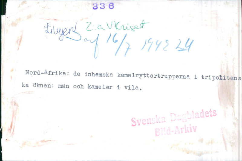 Camel riding troops in the Tripolitan desert - Vintage Photograph