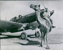 Camel Rider & American Fighter Tomahawk - Vintage Photograph