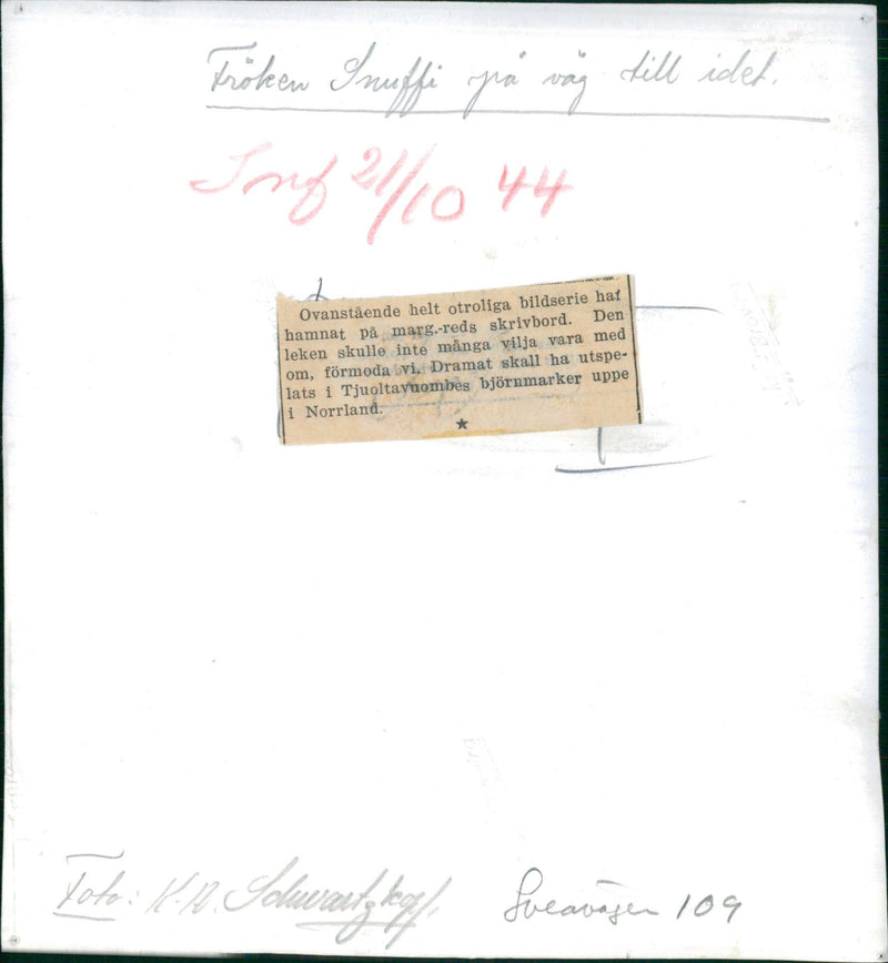 Brown bears. Miss Snuffi on her way to the den - Vintage Photograph