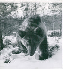 Brown bears. Miss Snuffi on her way to the den - Vintage Photograph