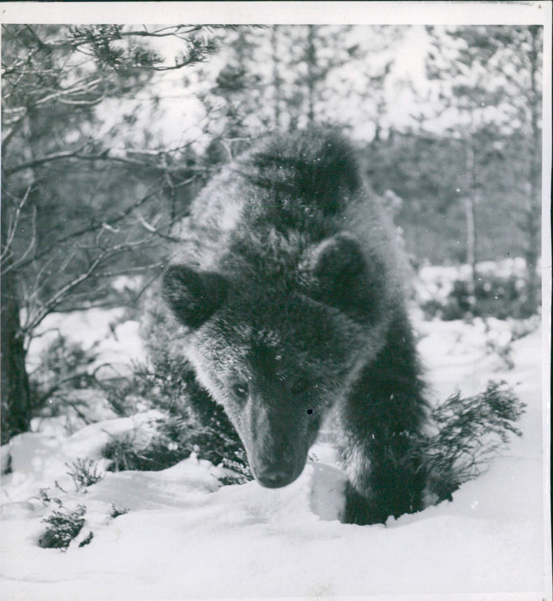 Brown bears. Miss Snuffi on her way to the den - Vintage Photograph