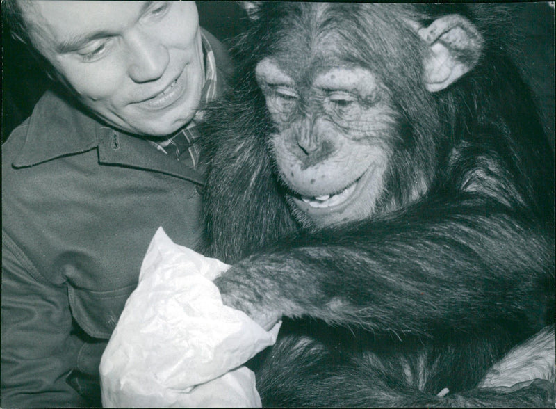1959 OTHER DAGBLADETS BONGO BID FREE GET STEN BAT LATE ANIMAL - Vintage Photograph