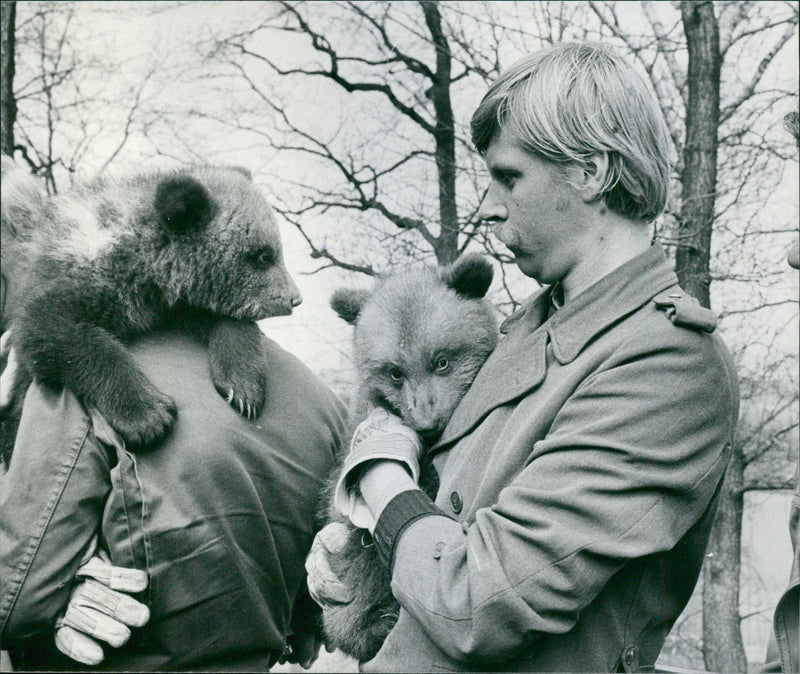 Animal keeper Anders Wiklund with bear cubs - Vintage Photograph