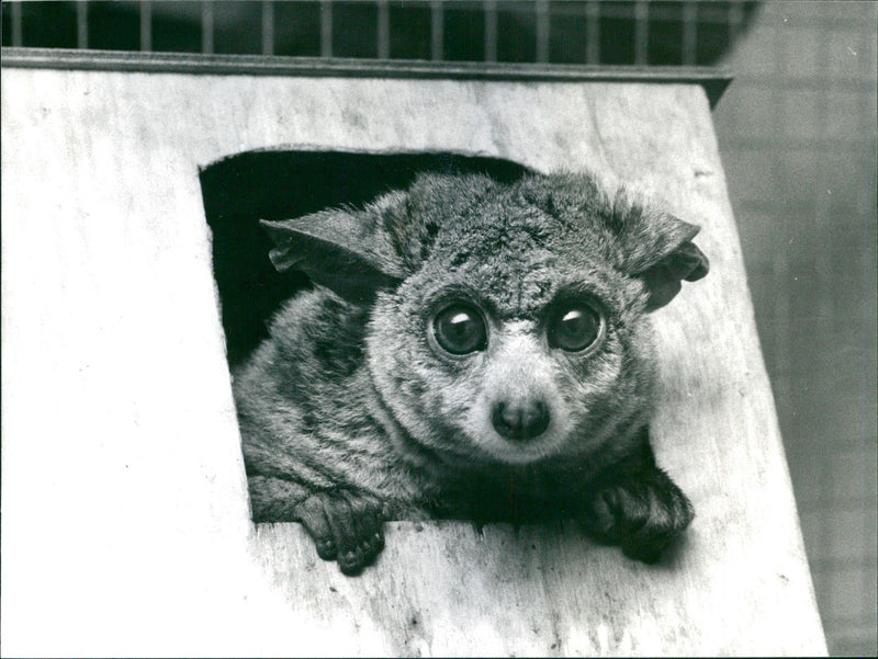 1981 BEAUTIFUL TABLEY ANIMAL NOCTURNAL ITS AND SHOULD DAYLI - Vintage Photograph