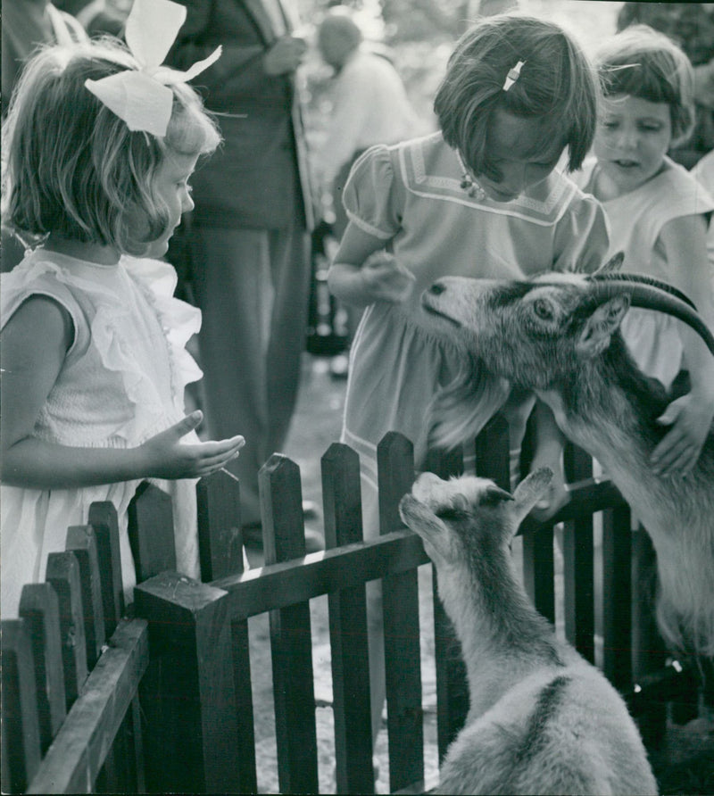 1955 KAI DAGBLADETS NEVER CURRY ANIMALS GET RABBITS PROTESTS ANIMAL GUINEA JOHN - Vintage Photograph