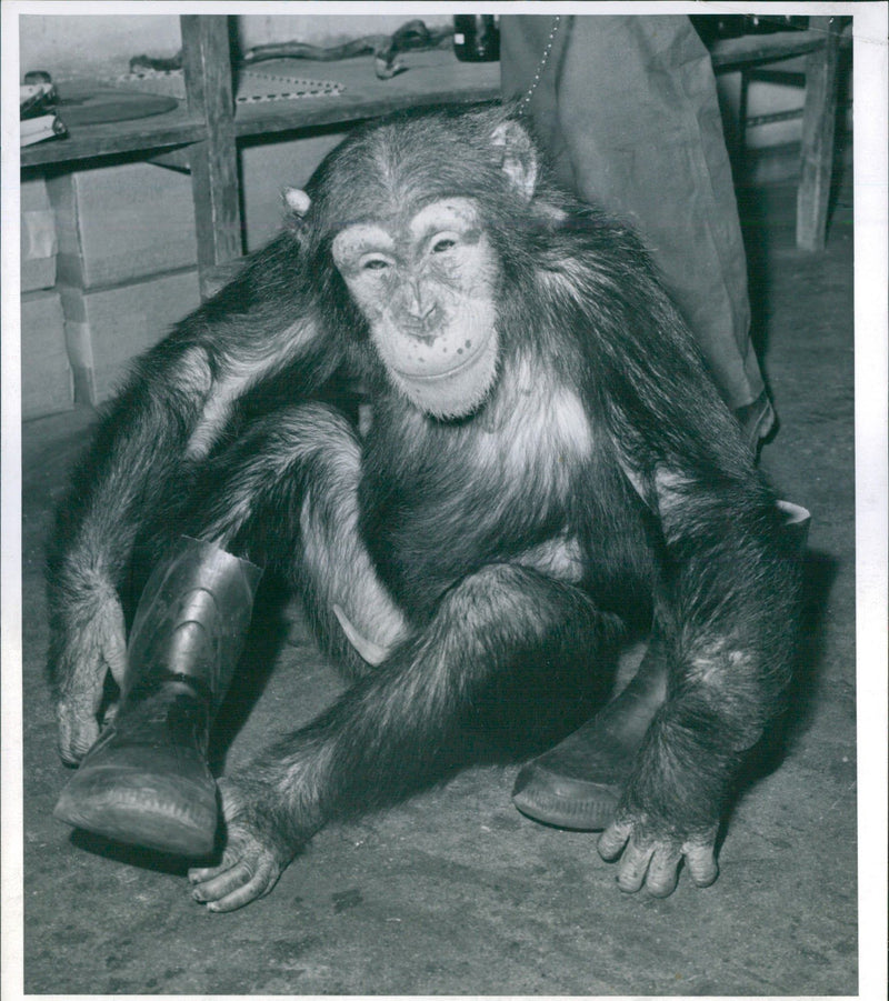 BONGO DIPS CRAB LOVES NYFORT BAT JUST ANIMAL FORBIDDEN - Vintage Photograph