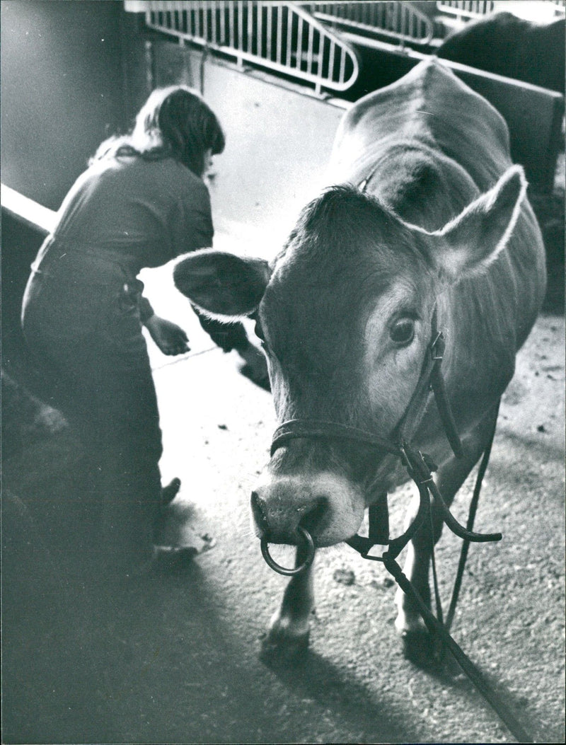 1977 BEYAZ MRS MISCELLANEOUS NYGREN ANIMALS SKAUSEUS ENGLISH STOCKHOL - Vintage Photograph