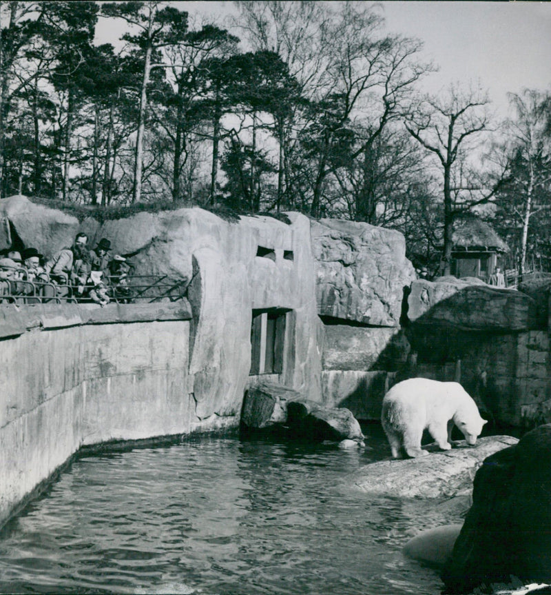 Polar bear at Skansen - Vintage Photograph
