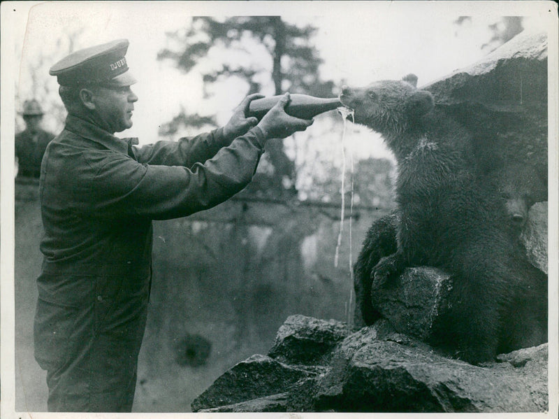 The new bear cubs from the circus Hagenbeck in Hamburg have arrived at Skansen - Vintage Photograph