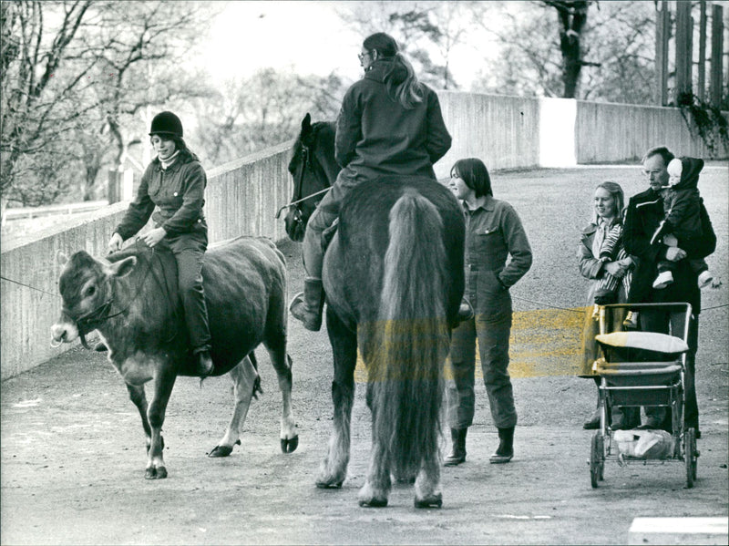 1977 ANIMALS MPOLLA STOCKHOLM SKANSEN NYGREN LENNART - Vintage Photograph