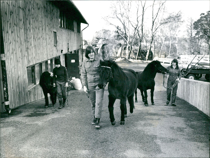 1978 ANIMALS ZONE WALBHN GOT BARE PONYHASTARNA EXACTLY SUNSHI NYGREN LENNART - Vintage Photograph