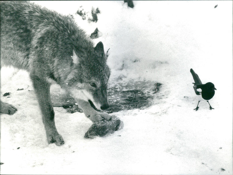 Food time for Skansen's wolves - Vintage Photograph