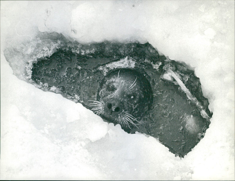 Knubbsälen Bigge in the seal pond at Skansen - Vintage Photograph