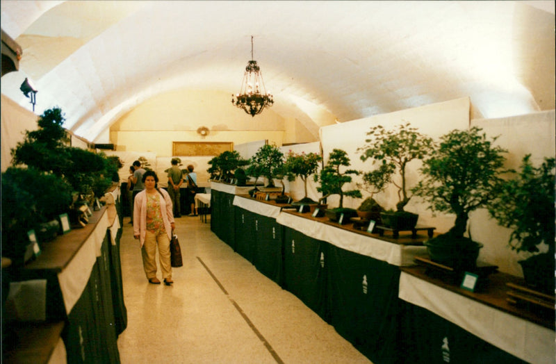 Bonsai - Vintage Photograph