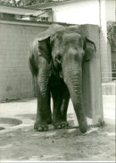 Zoo animals: elephant - Vintage Photograph