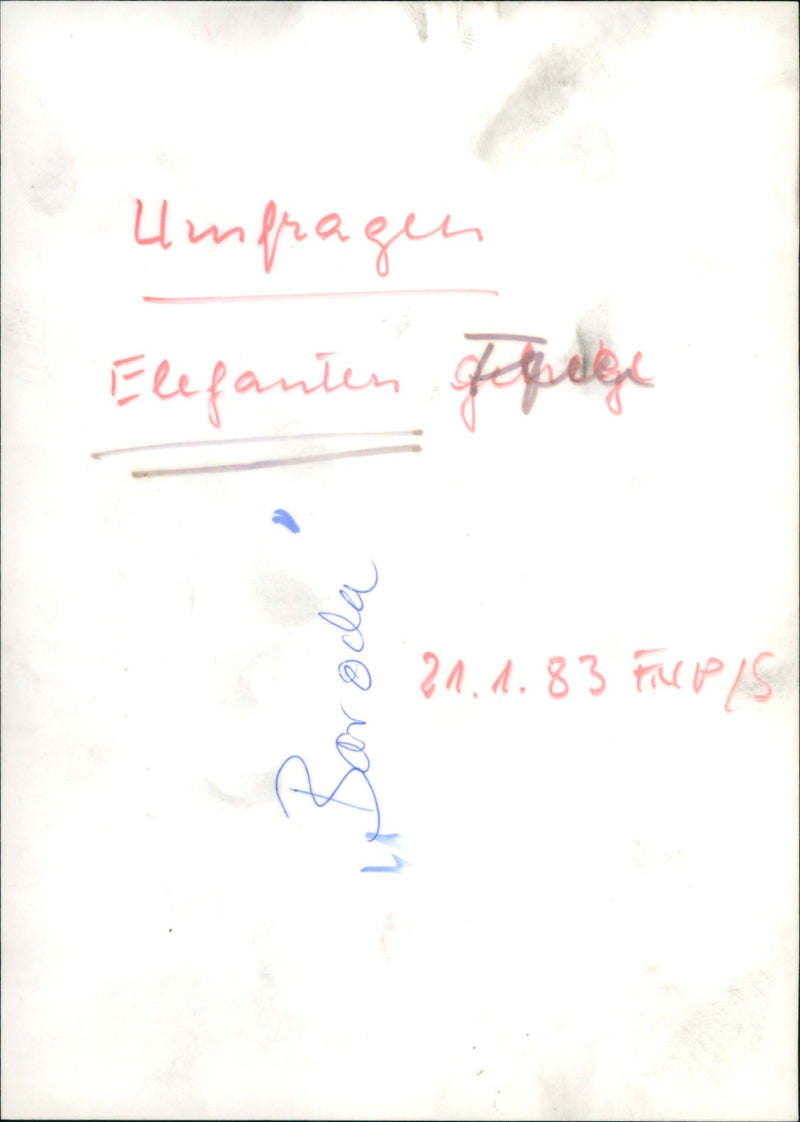 Zoo animals: female elephant - Vintage Photograph