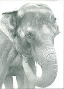Zoo animals: female elephant - Vintage Photograph