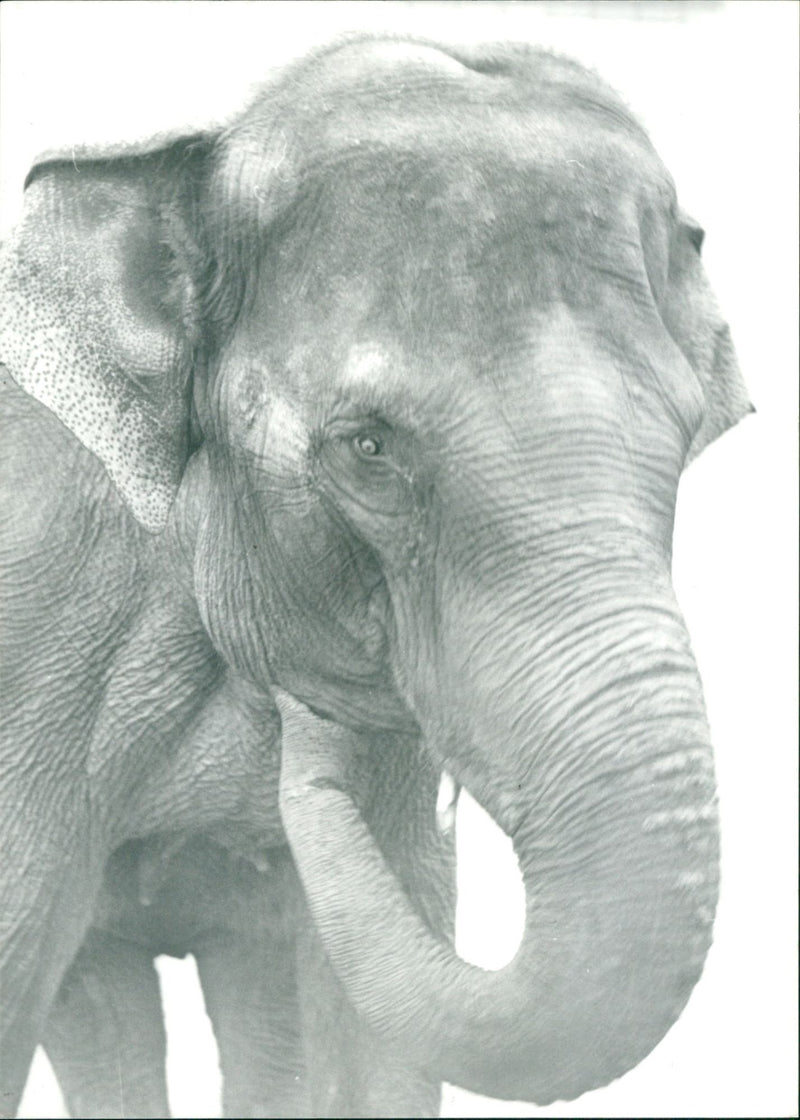 Zoo animals: female elephant - Vintage Photograph