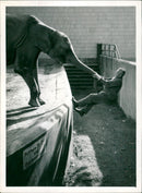 Zoo animals: elephant - Vintage Photograph