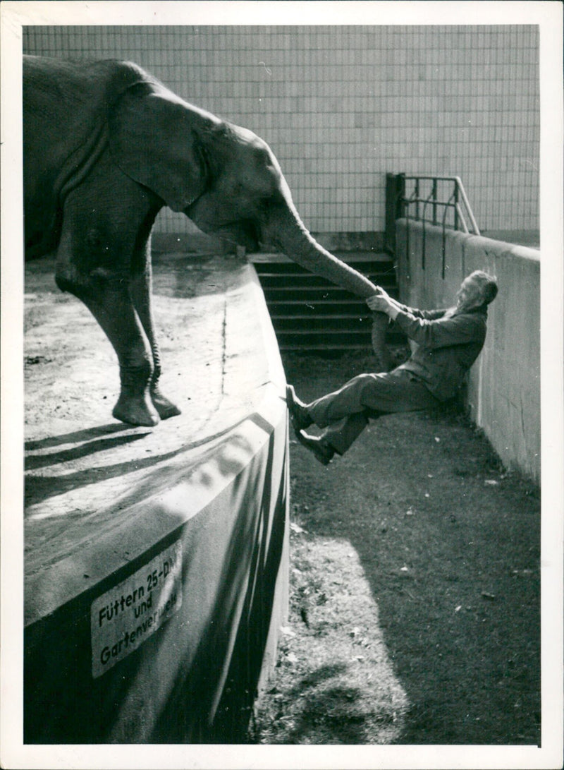 Zoo animals: elephant - Vintage Photograph