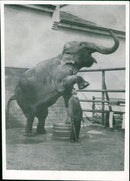 Zoo animals: elephant - Vintage Photograph