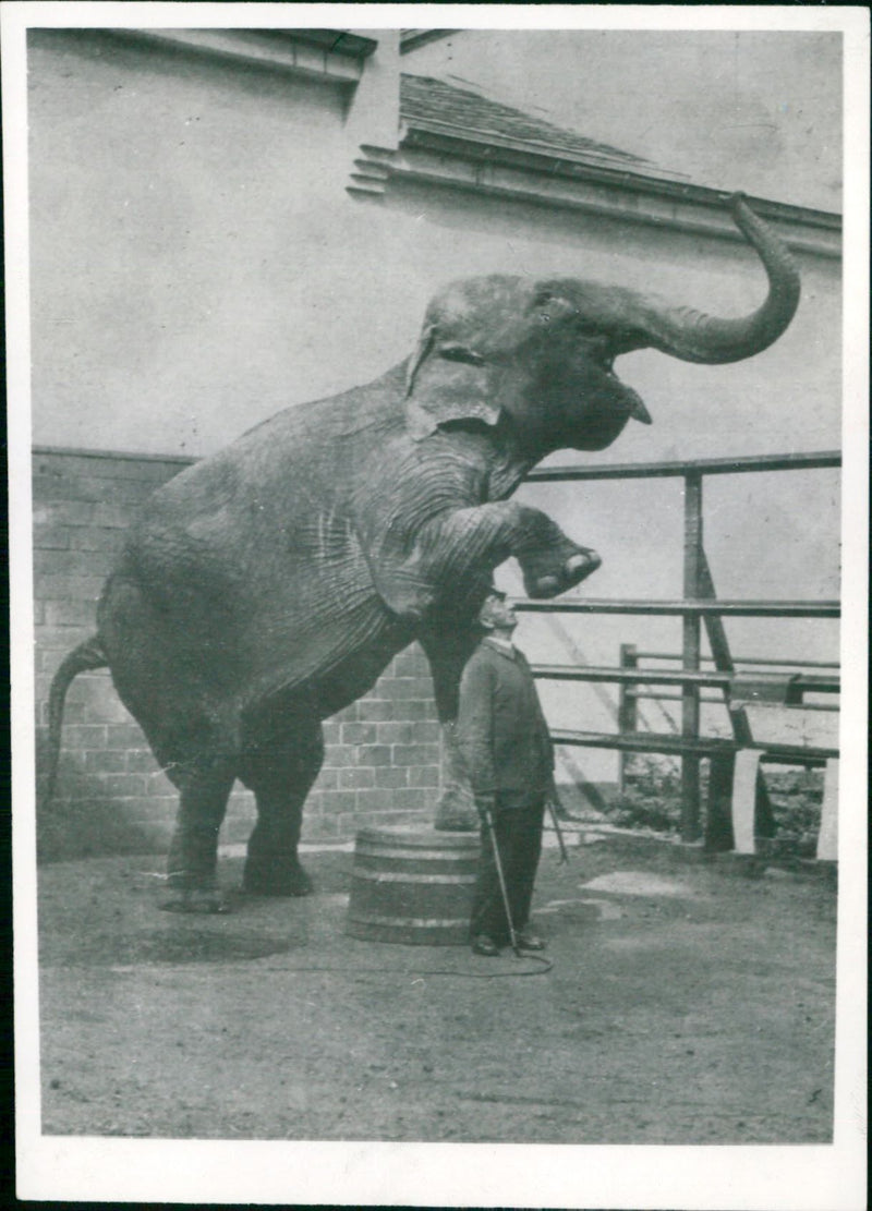 Zoo animals: elephant - Vintage Photograph