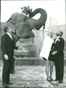 Wedding in the Frankfurt Zoo - Vintage Photograph