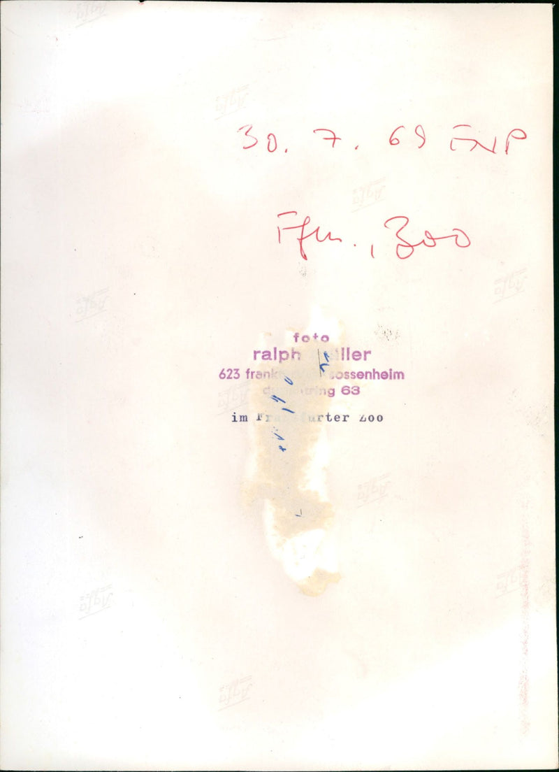 Zoo animals: elephants - Vintage Photograph